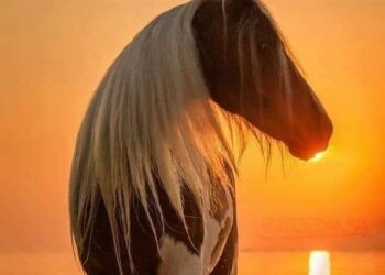 نأى يصرخ بالآهات