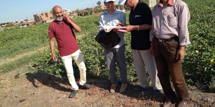 فعاليات الفحصة الخامسه لرشه الثالثة لمحصول القطن بابشواي