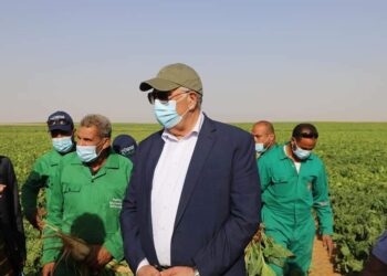 الزراعة : استمرار حصاد البنجر في مشروع غرب المنيا خلال إجازة العيد.