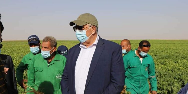 الزراعة : استمرار حصاد البنجر في مشروع غرب المنيا خلال إجازة العيد.