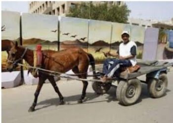 بورسعيد وظاهرة عربات الكارو