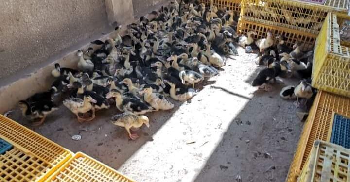 توزيع دفعة جديدة بإجمالي ٣٨٠ طائر على ١٩ من المتقدمين لمشروع تربية البط .