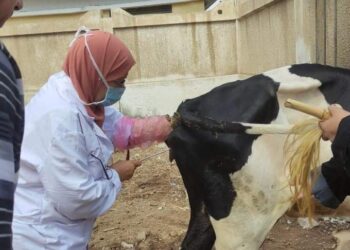 الزراعة انطلاق قافلة معهد التناسليات الحيوانية البيطرية في محافظة البحيرة لعلاج مواشي صغار المزارعين مجانا.
