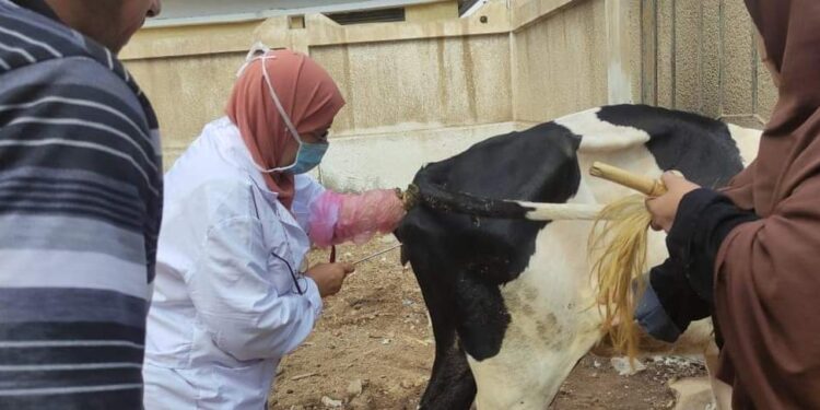 الزراعة انطلاق قافلة معهد التناسليات الحيوانية البيطرية في محافظة البحيرة لعلاج مواشي صغار المزارعين مجانا.