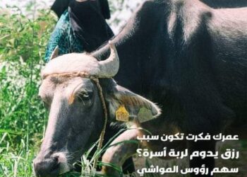 الاورمان تسهل على المتبرعين المشاركة بسهم رؤوس المواشي ب 350جنيه