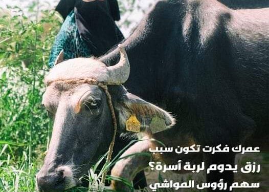 الاورمان تسهل على المتبرعين المشاركة بسهم رؤوس المواشي ب 350جنيه