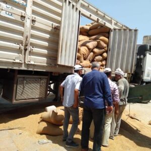 محطات إنتاج وغربلة التقاوي تواصل عملها استعدادا للموسم الشتوي
