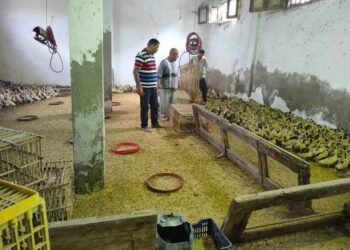 توزيع أكثر من 40 ألف طائر حتى الآن بمشروع تربية البط بمراكز ومدن محافظة البحيرة.