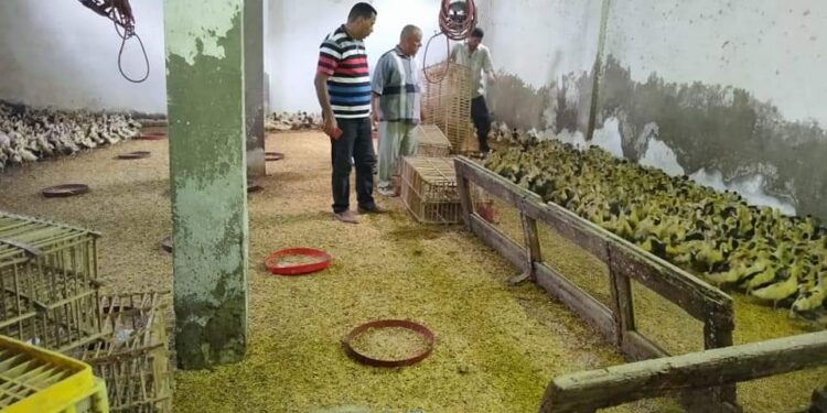 توزيع أكثر من 40 ألف طائر حتى الآن بمشروع تربية البط بمراكز ومدن محافظة البحيرة.