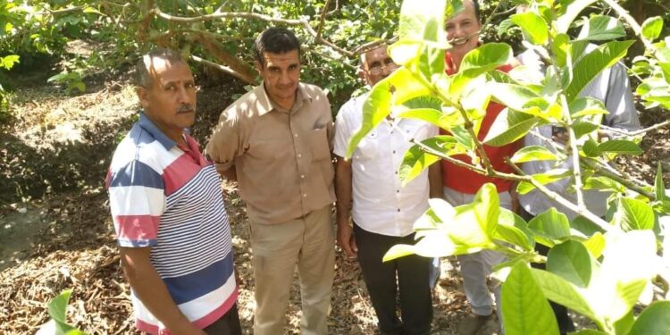 سحب عينات من محصول الجوافة بكفر الدوار وتحليلها بالمعمل المركزى للمبيدات.