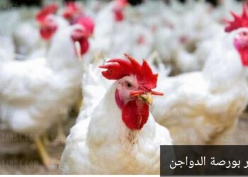 تعرف علي أسعار الفراخ والبط والكتاكيت اليوم 6/9/2021.