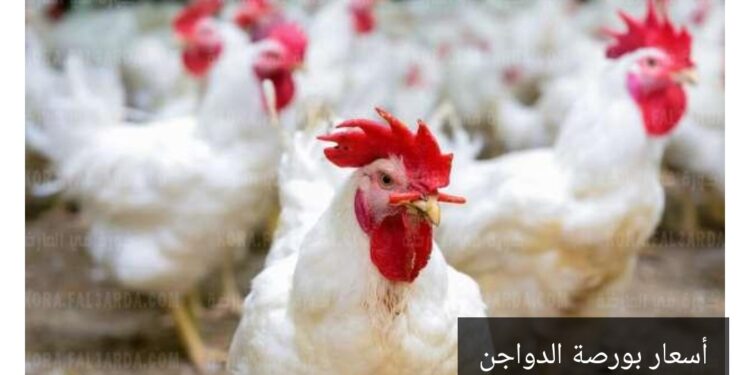 تعرف علي أسعار الفراخ والبط والكتاكيت اليوم 6/9/2021.