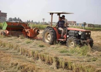 الشرقية تنتهي من حصاد