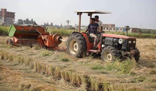 الشرقية تنتهي من حصاد