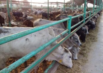 محجر القرشية بالسنطة  يستقبل ١٢٠٠ عجل بقري مستورد.