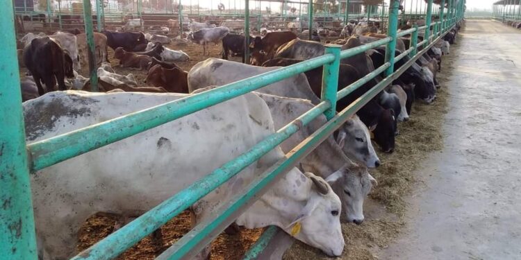 محجر القرشية بالسنطة  يستقبل ١٢٠٠ عجل بقري مستورد.