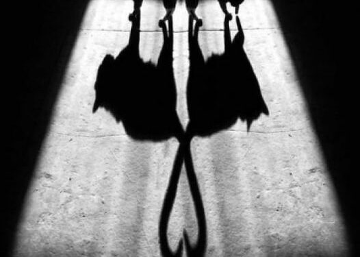 تغريد الظل المتيبس