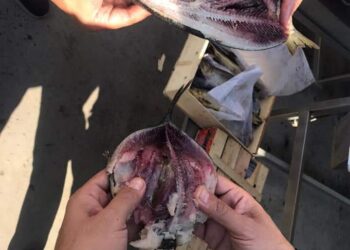 ضبط ٣ ألاف كيلو من أسماك الرنجة و ٩٦ كيلو  لحوم فاسدة بالغربية