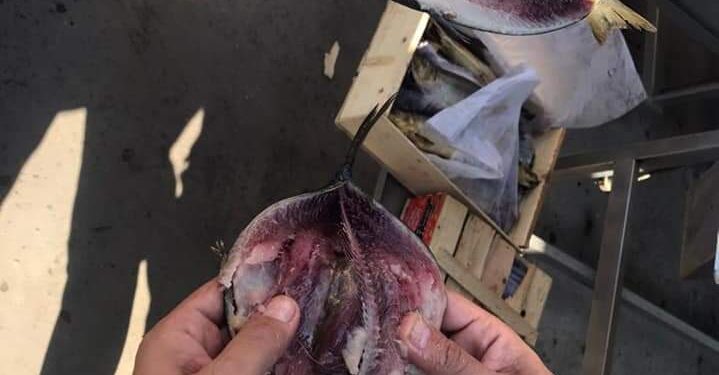ضبط ٣ ألاف كيلو من أسماك الرنجة و ٩٦ كيلو لحوم فاسدة بالغربية