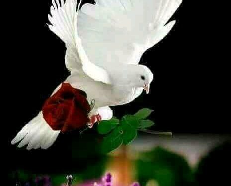 أيا قاتلي رفقا!!