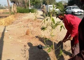 زراعة 710 شجرة على الطرق الرئيسية والشوارع وأمام المدارس بطما محافظة سوهاج.
