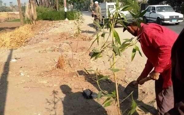 زراعة 710 شجرة على الطرق الرئيسية والشوارع وأمام المدارس بطما محافظة سوهاج.