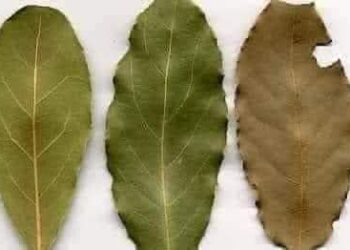 أهمية وفوائد ورق الغار .