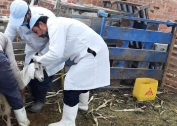 تحصين 514 ألف