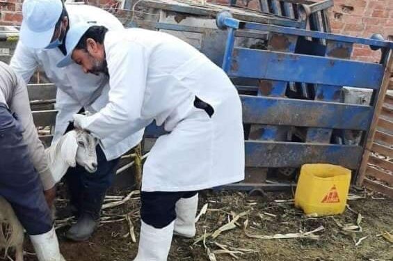 تحصين 514 ألف