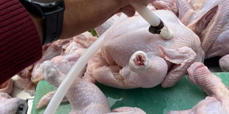 ضبط ١٨٥ كجم لحوم ودواجن غير صالحة للاستهلاك الآدمي في حملة لبيطري الغربية.