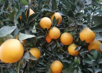 بعد رفض التركي الأسواق الروسية مفتوحة أمام البرتقال المصري