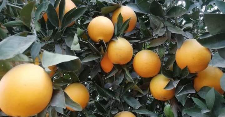 بعد رفض التركي الأسواق الروسية مفتوحة أمام البرتقال المصري