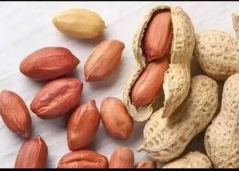 الفول السوداني وفوائده مكسرات الفقراء