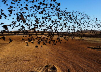 سقوط مئات الطيور