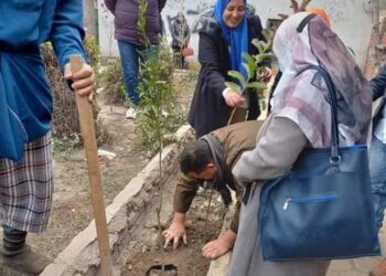 المحلة الكبرى تتجمل بزراعة الشجر المثمر