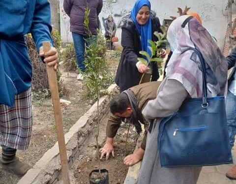 المحلة الكبرى تتجمل بزراعة الشجر المثمر