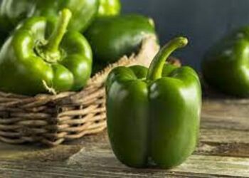 الفلفل الاخضر