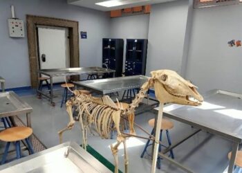 الطب البيطرى بجامعة بدر