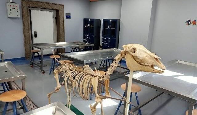 الطب البيطرى بجامعة بدر