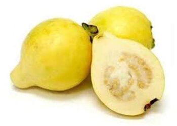 فـوائد الجـوافة