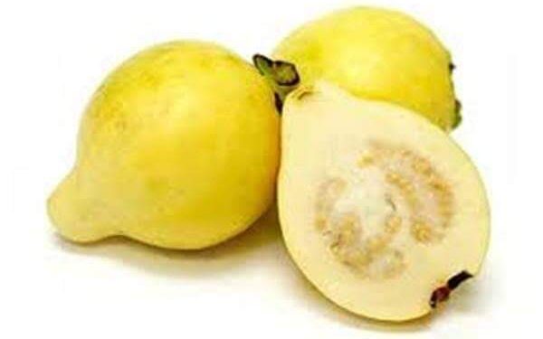 فـوائد الجـوافة