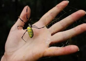 غزو مرعب لعناكب عملاقة على السواحل الشرقية لأمريكا