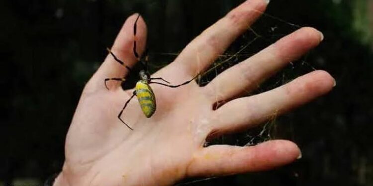 غزو مرعب لعناكب عملاقة على السواحل الشرقية لأمريكا
