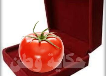 كيلو الطماطم بـ 500 جنية