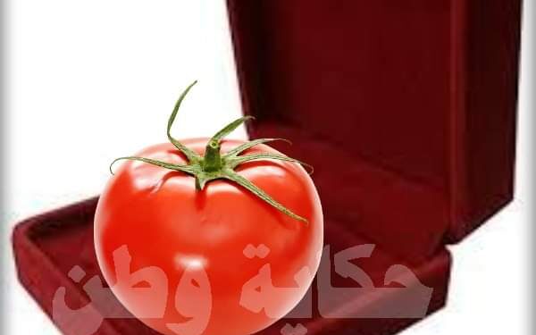 كيلو الطماطم بـ 500 جنية