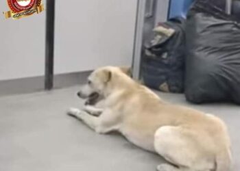 كلب ضال بمترو الأنفاق بدون تذكره. 