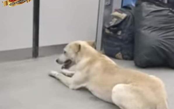 كلب ضال بمترو الأنفاق بدون تذكره.