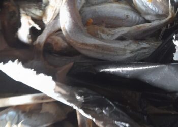 ضبط 456.5 كجم اغذية غير صالحه للاستخدام الادمي بمركز كفر الزيات وقطور