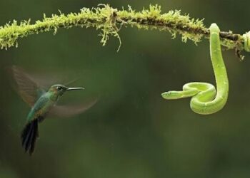 العصفور الذي ينطبق عليه المثل “يوضع سره في أضعف خلقه”