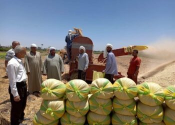 وكلاء وزارتي الزراعة والتموين ورئيس المركز في متابعه ميدانية لأعمال رصد وتوريد محصول القمح بابشواي